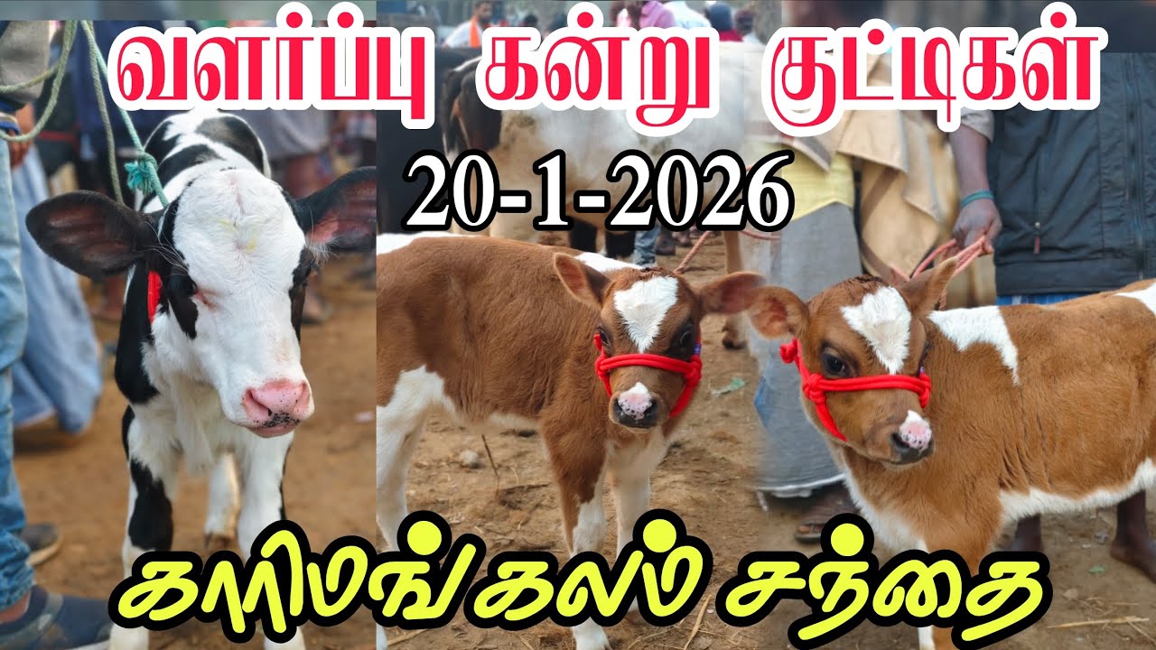 20-1-2026 வளர்ப்பு கன்று குட்டிகள் காரிமங்கலம் சந்தை தருமபுரி மாவட்டம் 