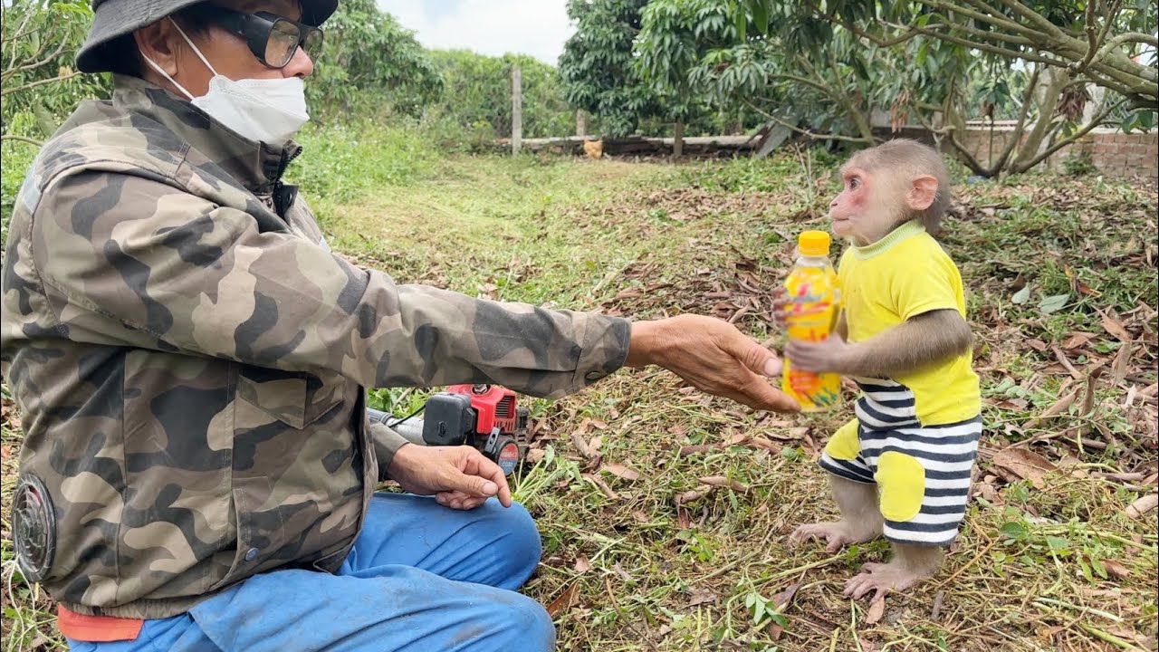 Super smart 😱 Monkey SinSin is busy alone taking care of the gardener for Dad when he is not at home
