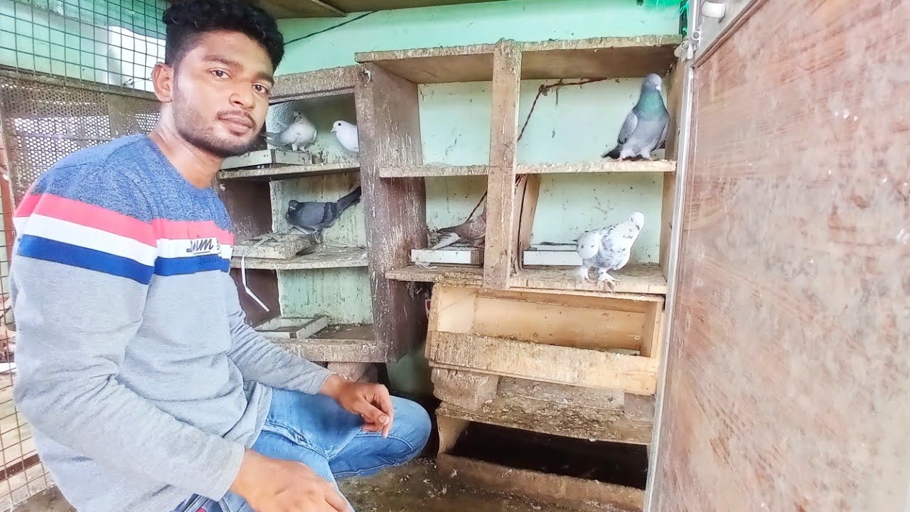 Pigeon in Khandwa || Sharik bhai keh kabootar || high flyer pigeon || high flyer