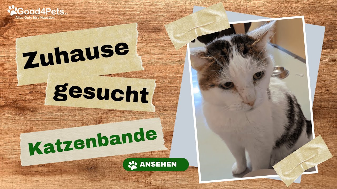 Zuhause gesucht - Die KATZENBANDE vom Tierheim Krefeld | Good4Pets.de