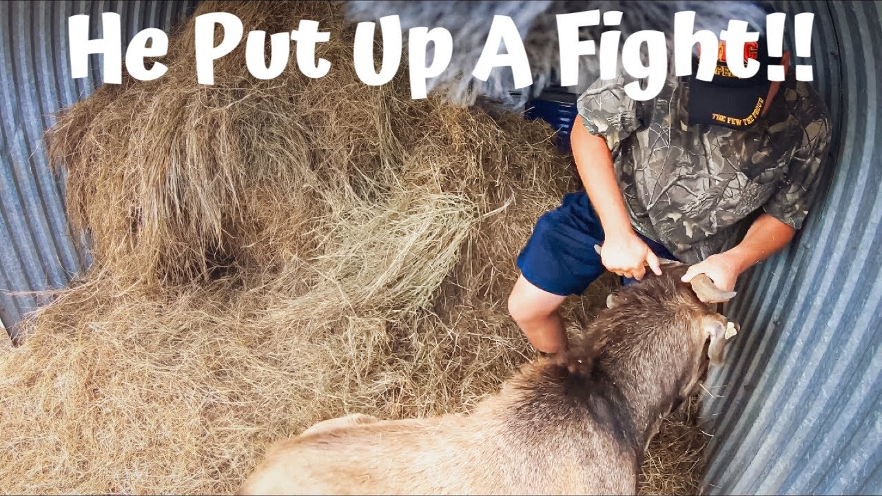 Raising Goats Is Not Always Easy | Goat Care And Maintenance