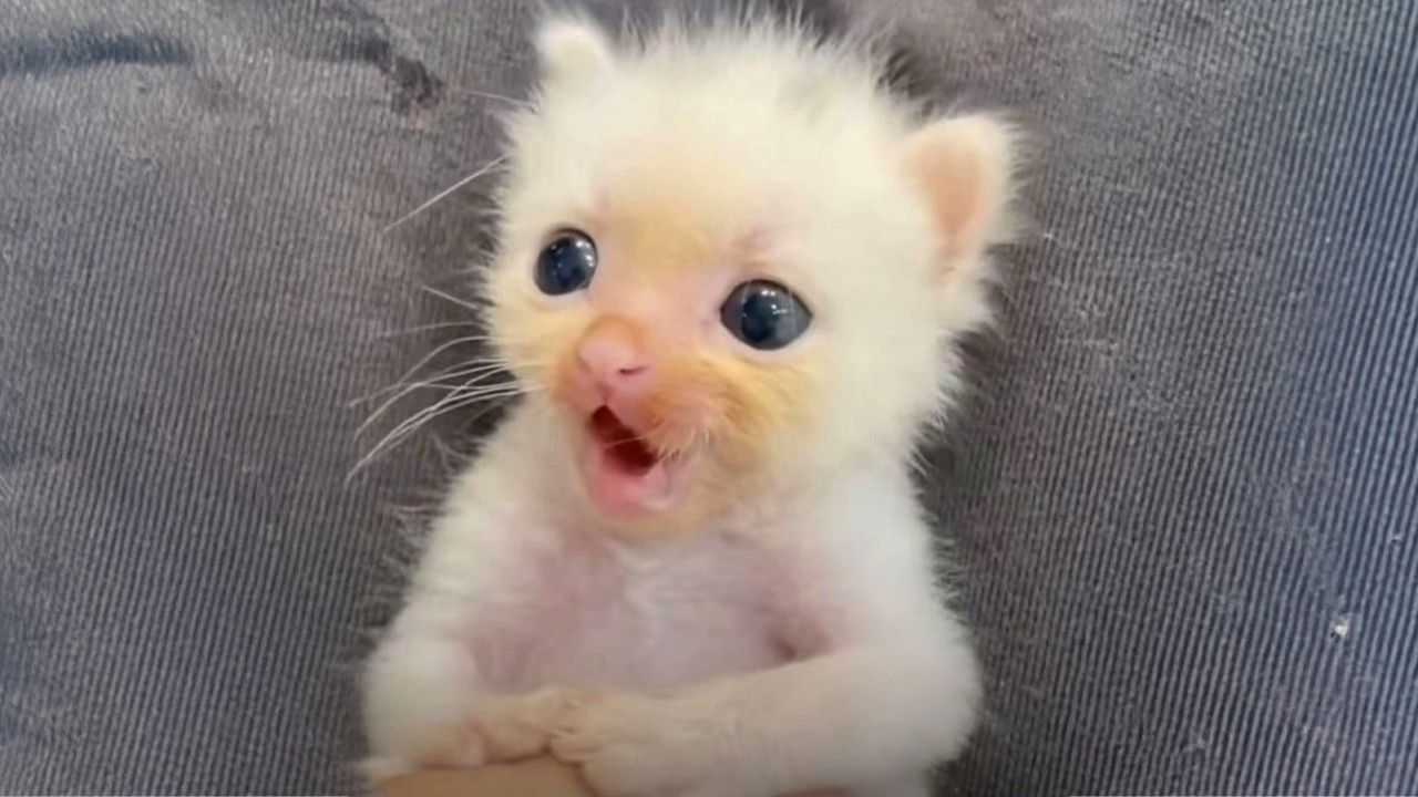 Cute Kittens Being Dramatic for No Reason 😂