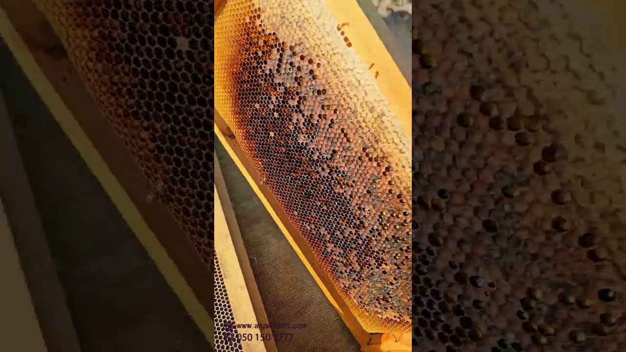 مراحل إنتاج عسل القتاد