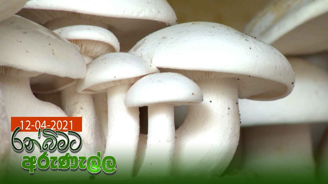 Ranbimata Arunella - (2021-04-12) | ITN