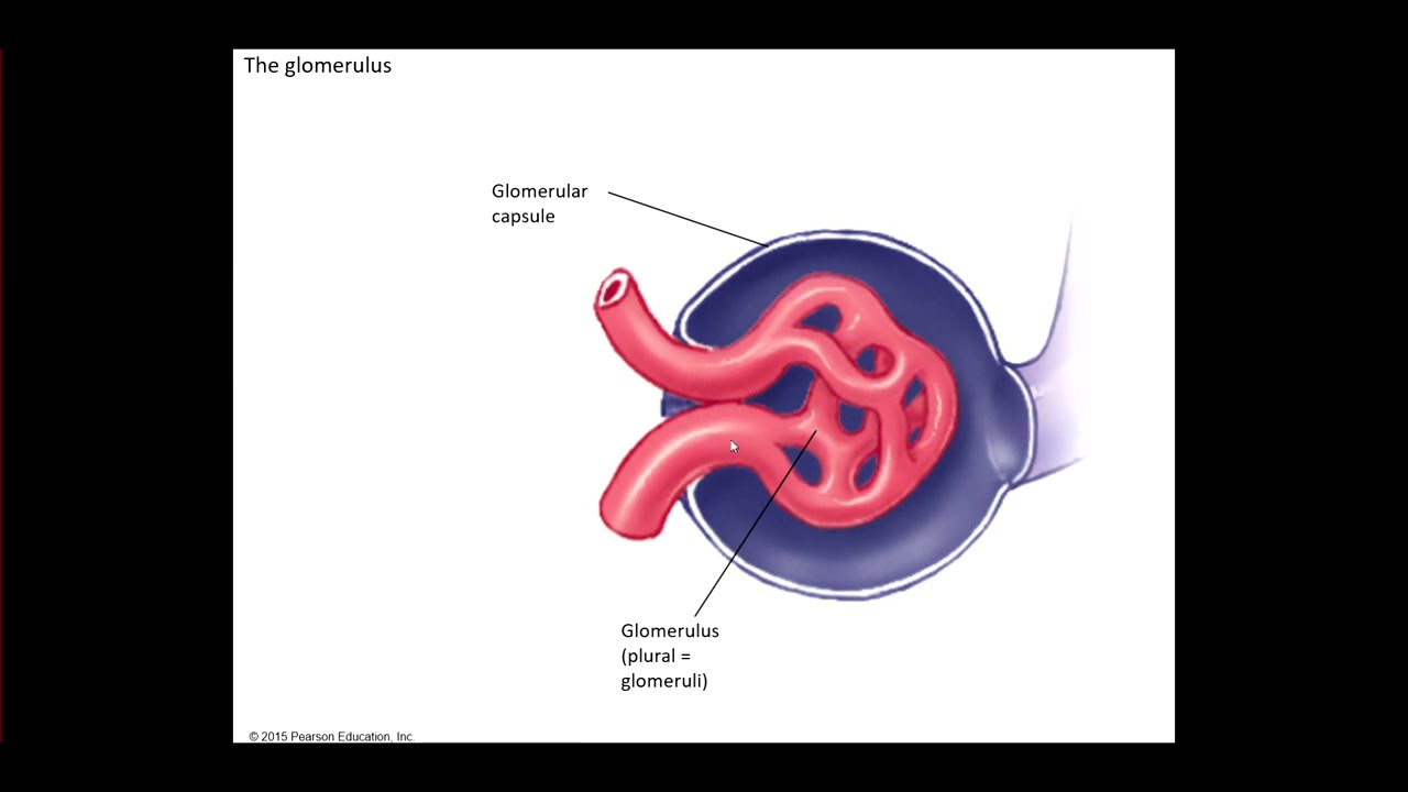 AP 2 Lab Anatomy of the Nephron