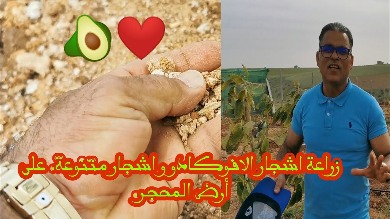 زراعة اشجار الافوكادو و اشجار متنوعة. على أرض المحجر.