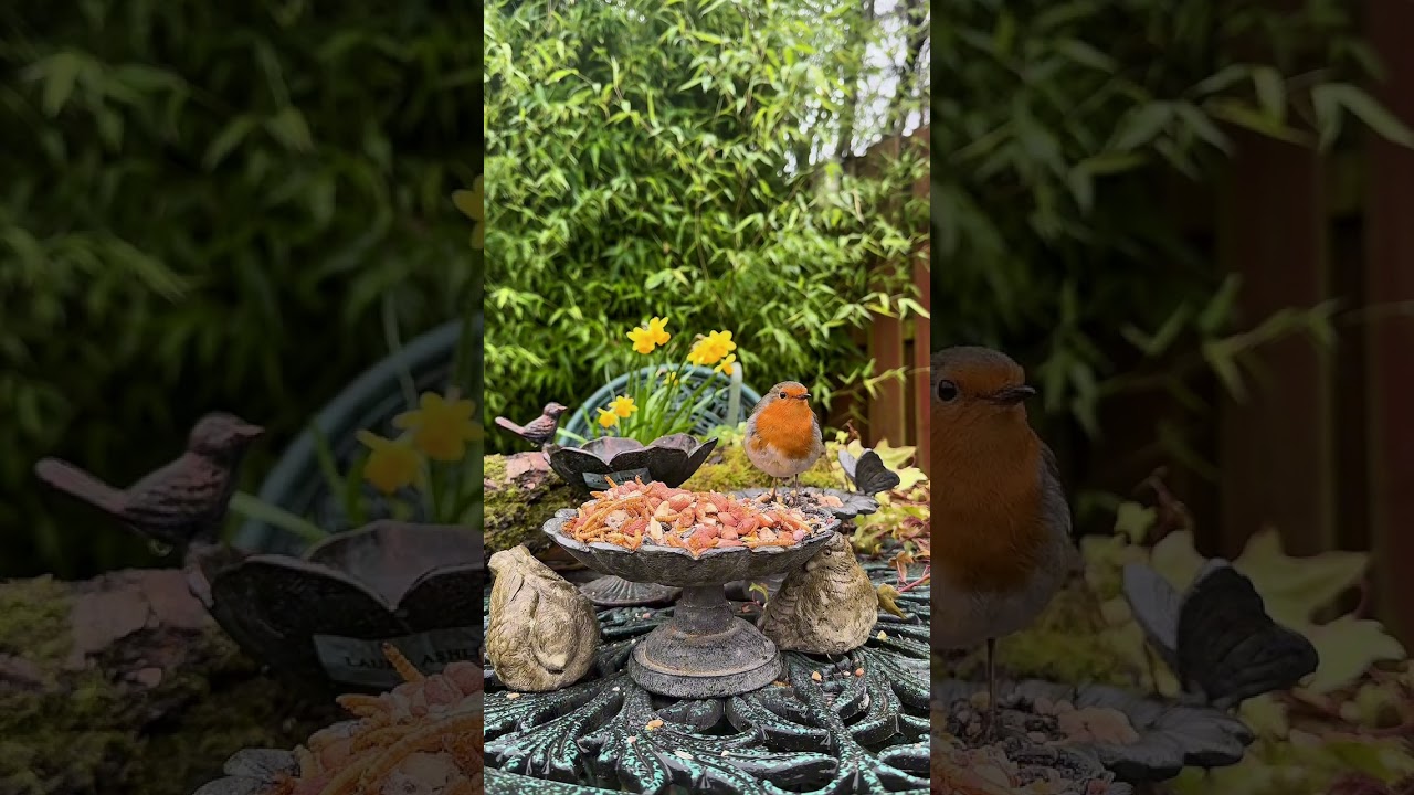 Cheeky Squirrel Tries to Take Over the Wee Bird Table 🐿️