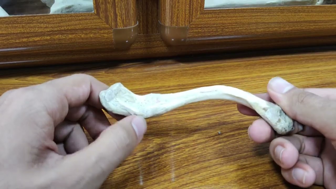 شرح ال clavicle وكيف تحدد يمين لو يسار 