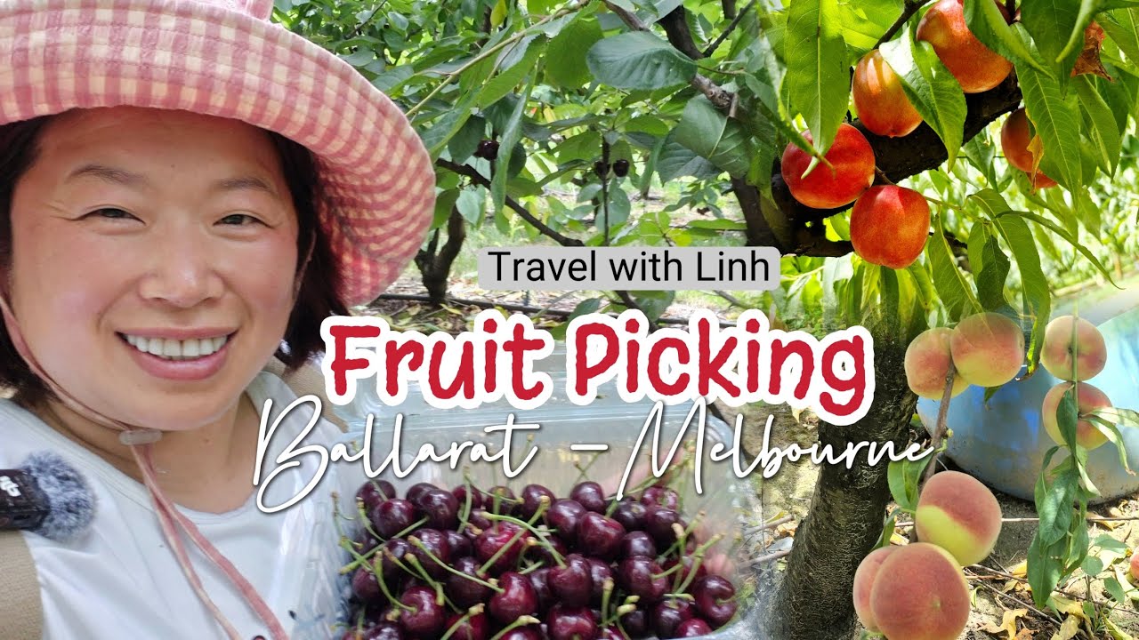 Fruit picking in Melbourne Ballarat Cherry 🍒 Peaches 🍑 Nectarines | Travel with Linh