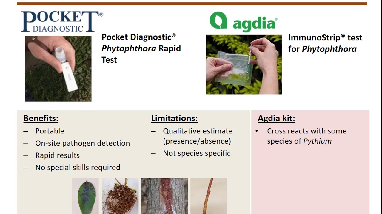 Phytophthora test kits