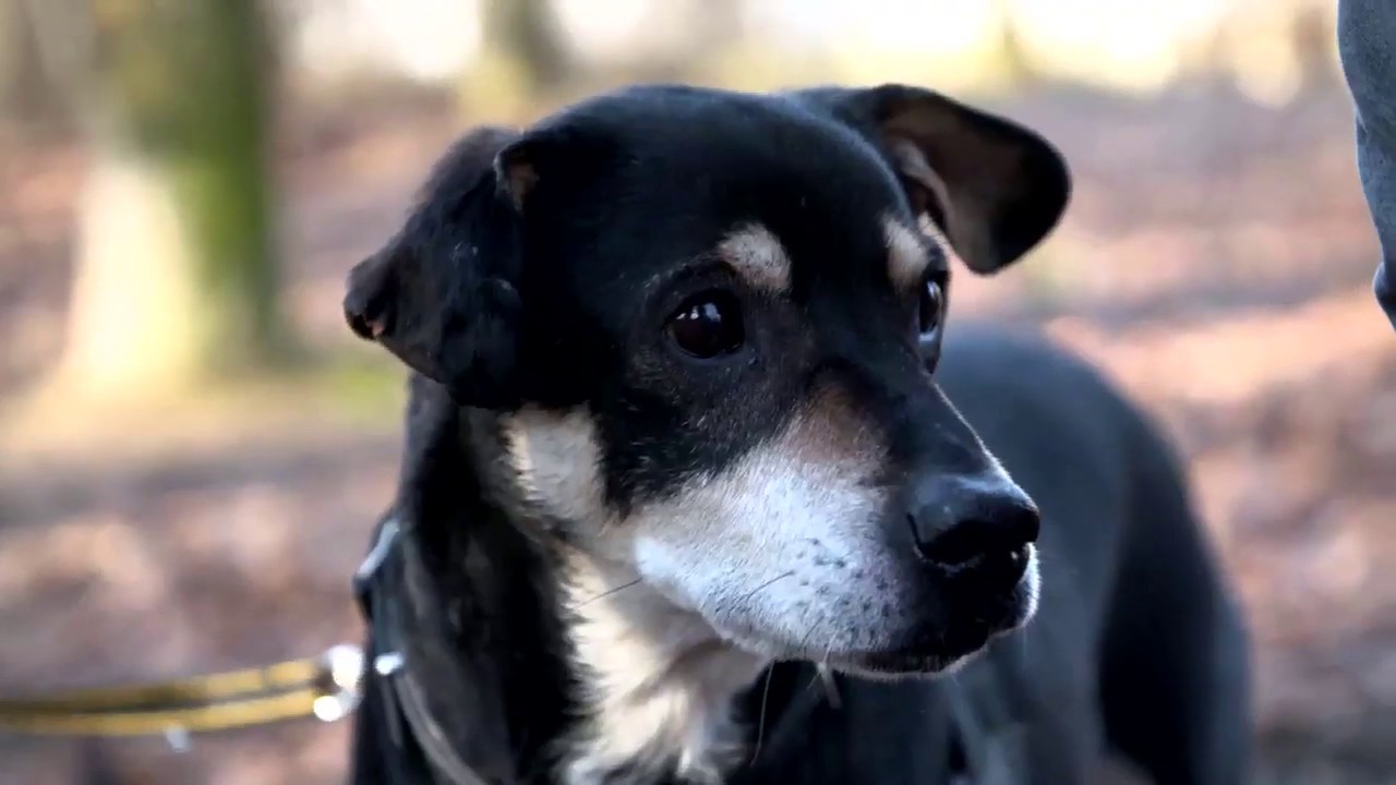 Stare psy czekają na adopcję. „Trzy lata życia, to dla nich kilkanaście” (UWAGA! TVN)