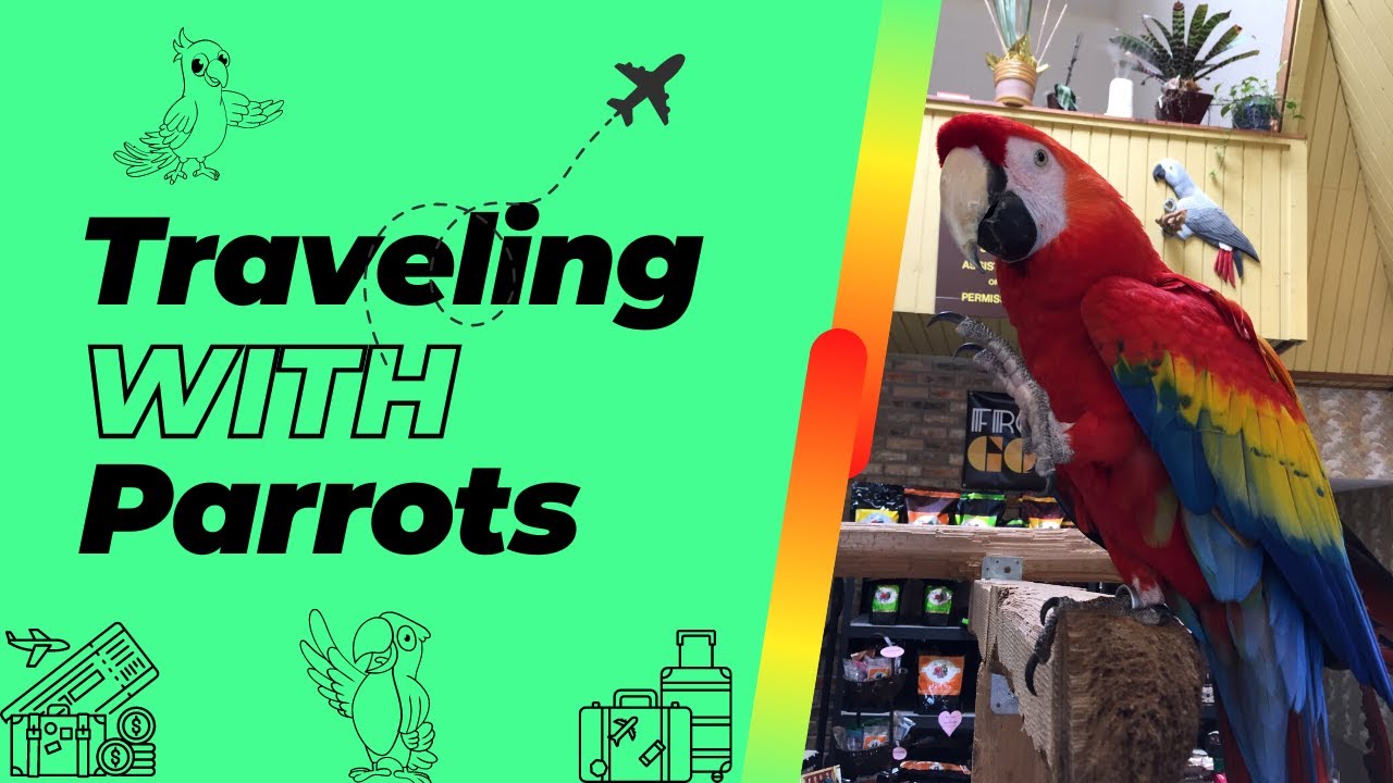 9 Tips for Traveling with Pet Parrots (SAFELY)