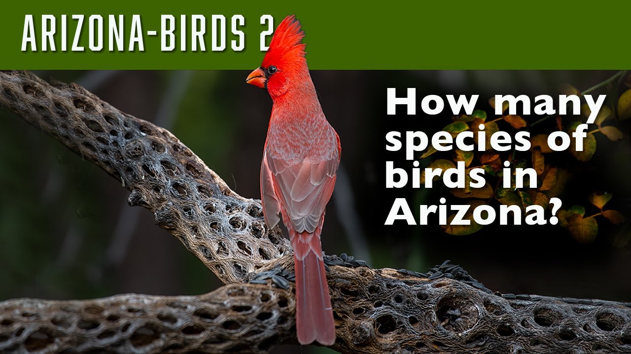 Arizona-Birds #2 Selecting the bird species to be featured in a new large-format book.