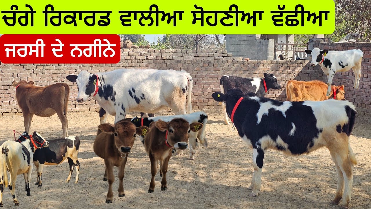 ਜਰਸੀ ਤੇ HF ਵੱਛੀਆ ਸੋਹਣੀਆ ਸਨੱਖੀਆਂ ਵਿੱਚ ਗੱਬਣ ਹੋਣ ਵਾਲੀਆਂ ਪਿੱਥੋ ਆਲੇ ਹੈਪੀ ਕੋਲ ਮੇਲਾ ਲੁੱਟਣ ਵੱਲੋ ਪਿਆ। 