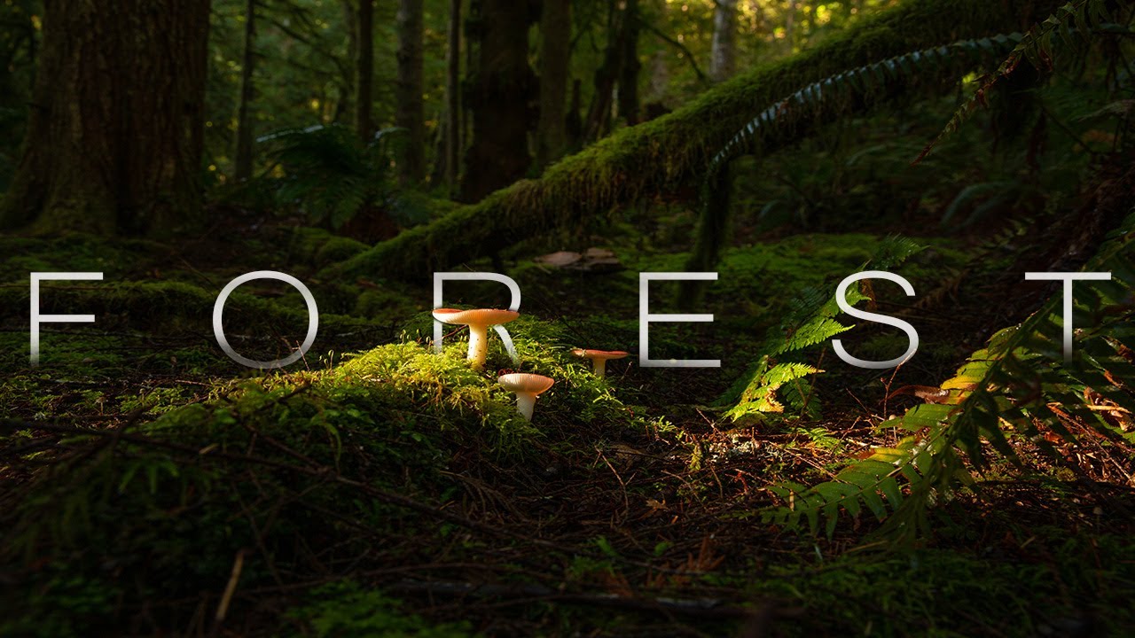 The Forest | 4K Time Lapse Film