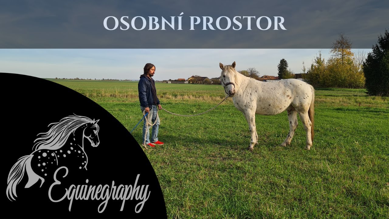 Osobní prostor (dominantní kůň)