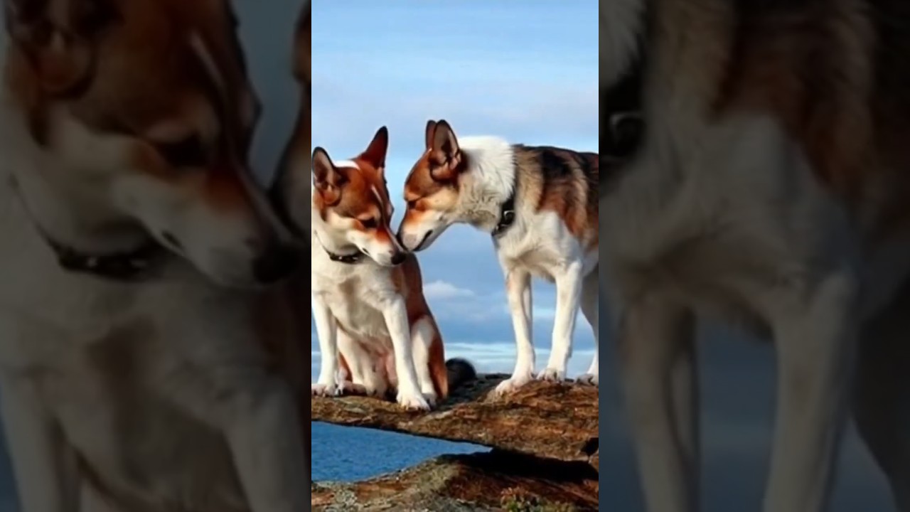World’s Rarest Norwegian Dog 🐕🇳🇴 | 6 Toes & Super Flexible 😲