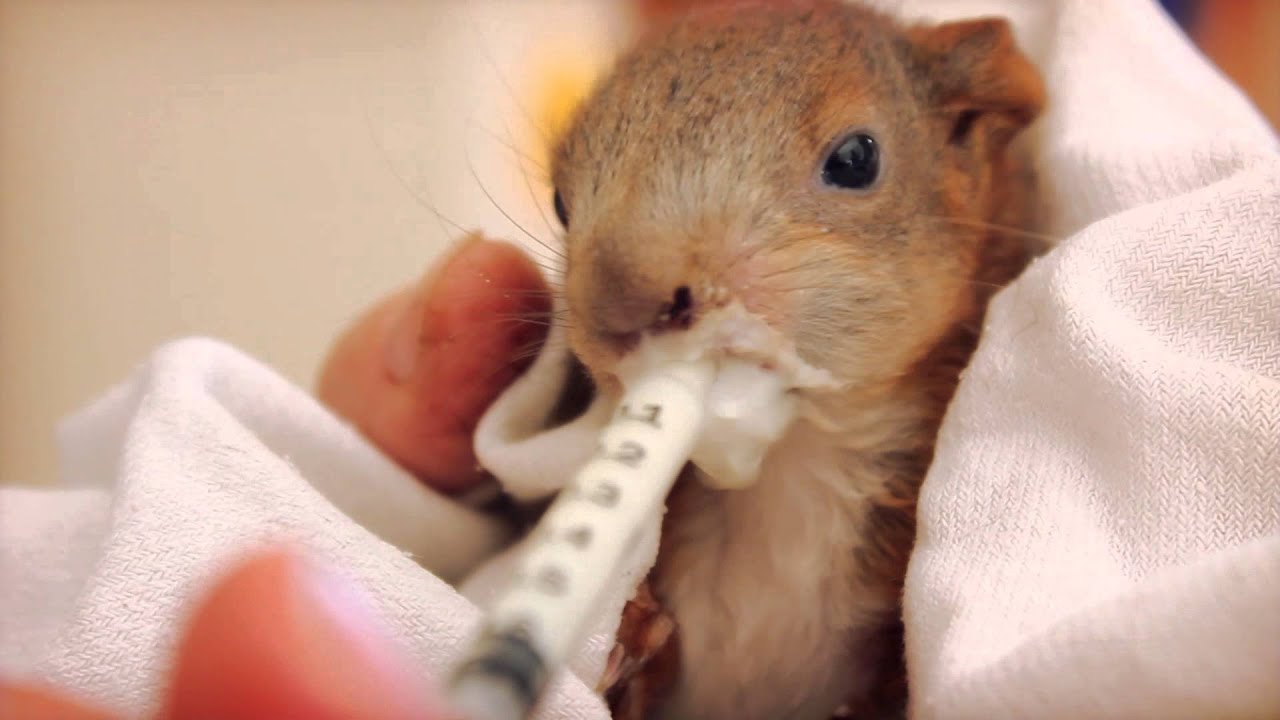 Eichhörnchen Baby ist zu müde zum füttern