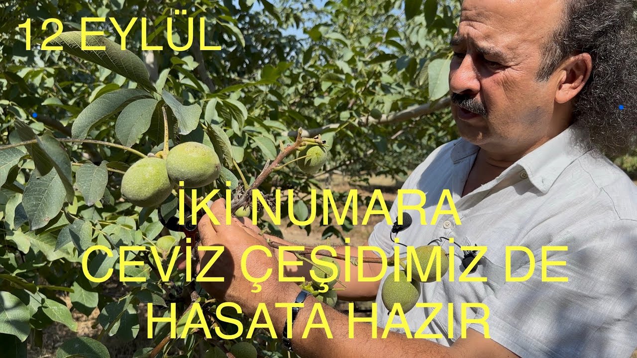 2 NUMARA CEVİZİMİZ DE HASATA GELMİŞTİ 12 Eylül. 