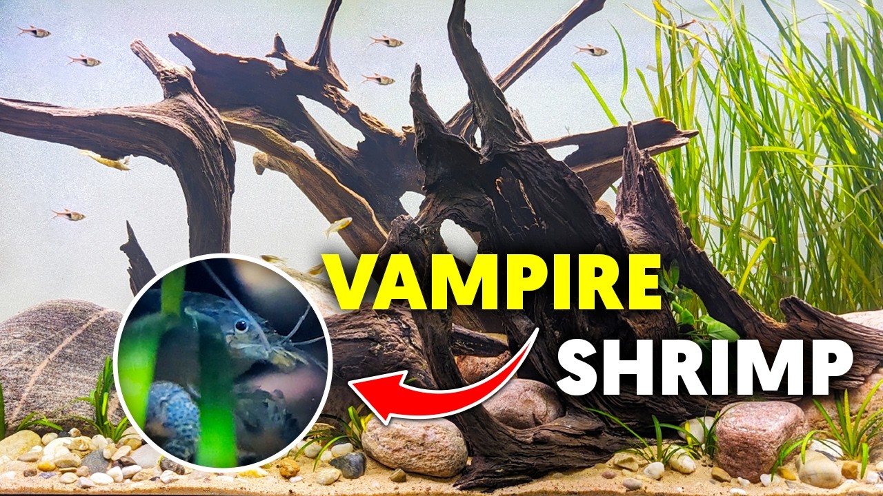 Bamboo & Vampire Shrimp 🦐 Epic 55 Gallon River Style Aquascape!