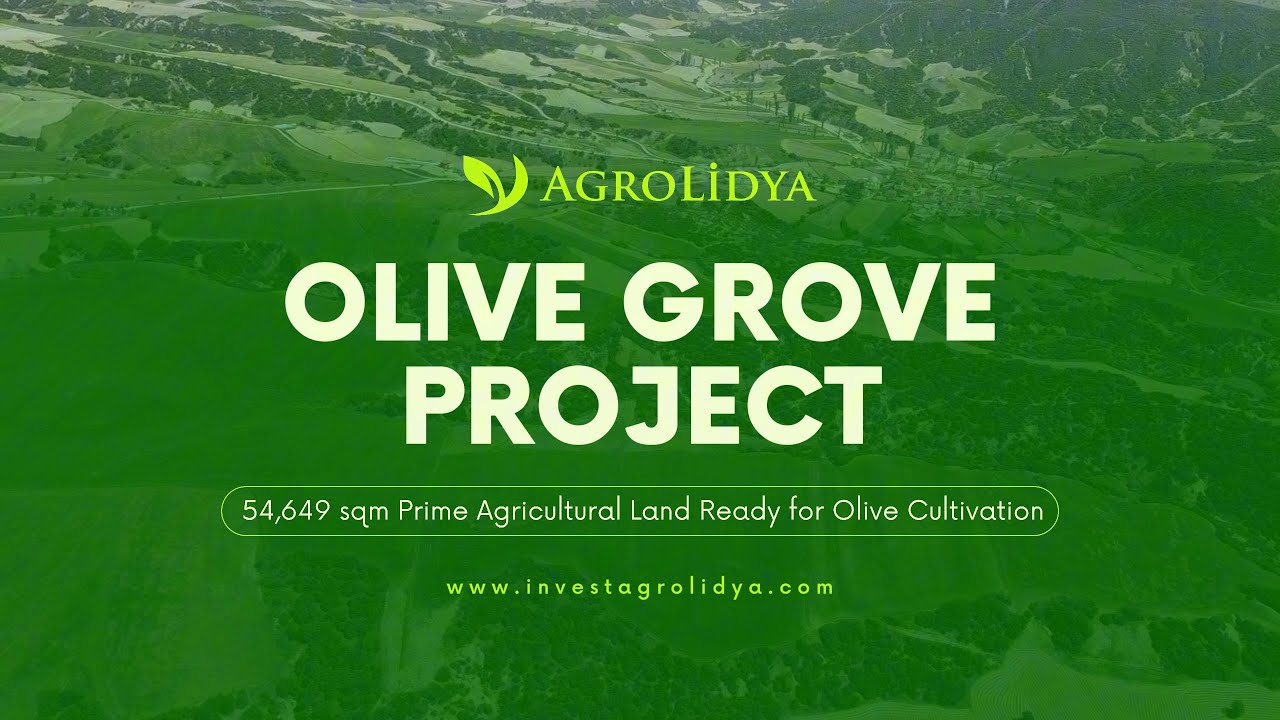 Olive Grove Project &ndash; 54,649 sqm Prime Agricultural Land Ready for Olive Cultivation