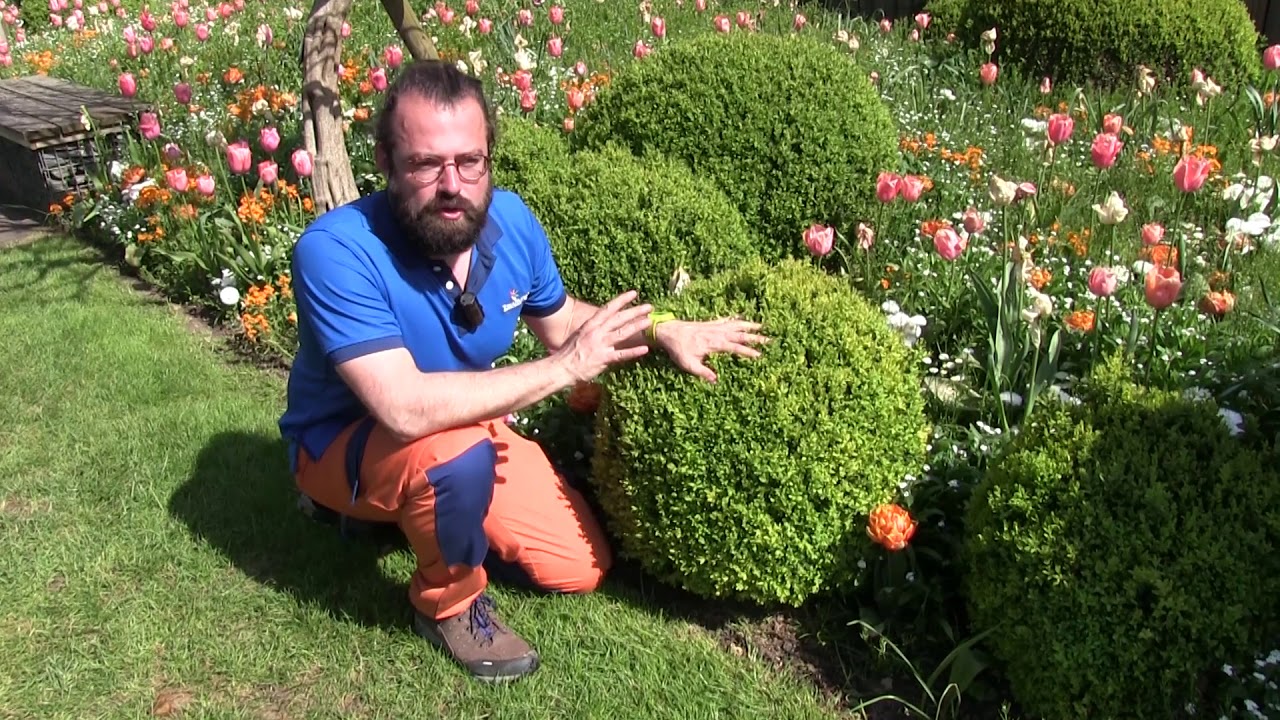 Terra Botanica : Comment entretenir ses buis ?