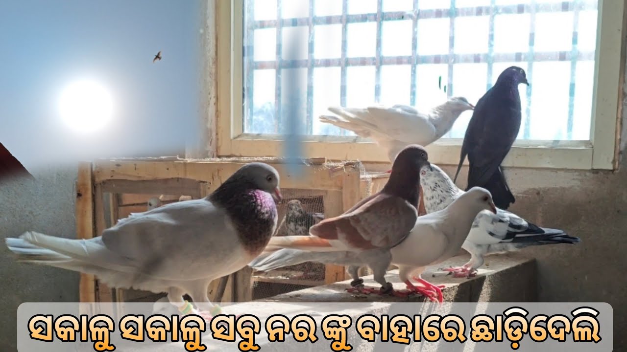 ସକାଳୁ ସକାଳୁ ସବୁ ନର ଙ୍କୁ ବାହାରେ ଛାଡ଼ିଦେଲି 🤪||HAPPY HOLI||HIGHFLYER PIGEON| @amanrout143 