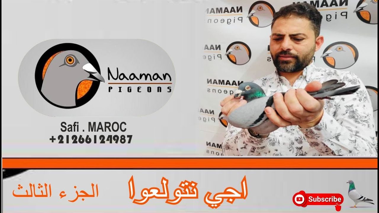 حمام الزاجل_2021| اجي نتولعوا في سلالات حمام الإنتاج المشهورة عالمينا وبعض الإناث عند الحاج النعمان