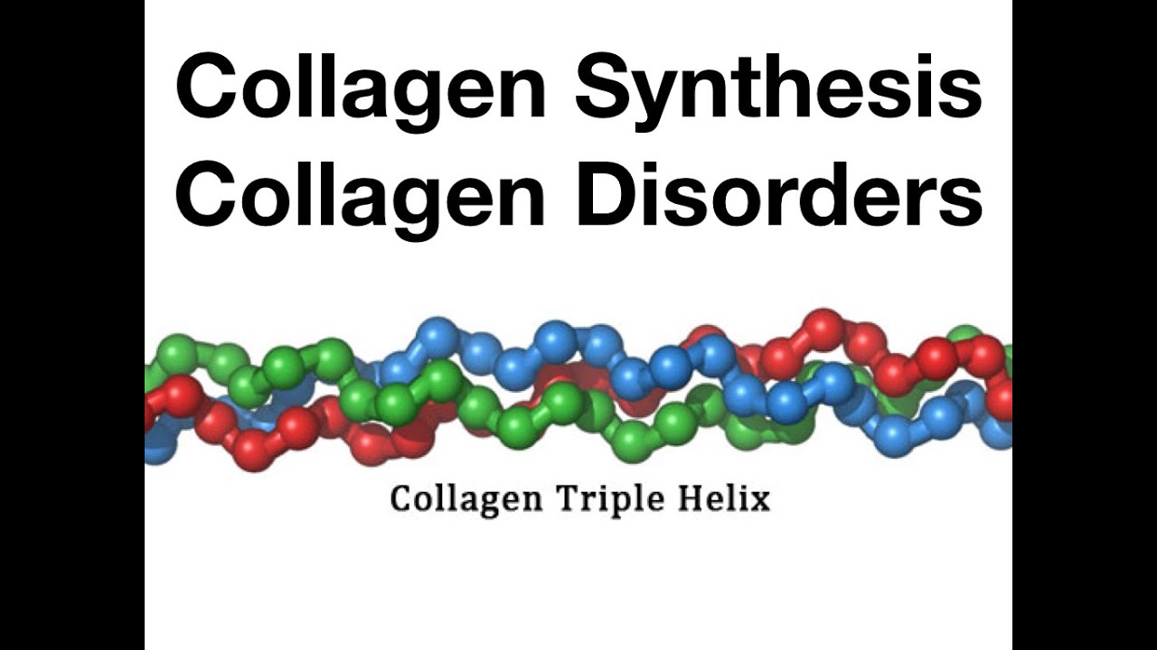 Collagen Synthesis & Disorders