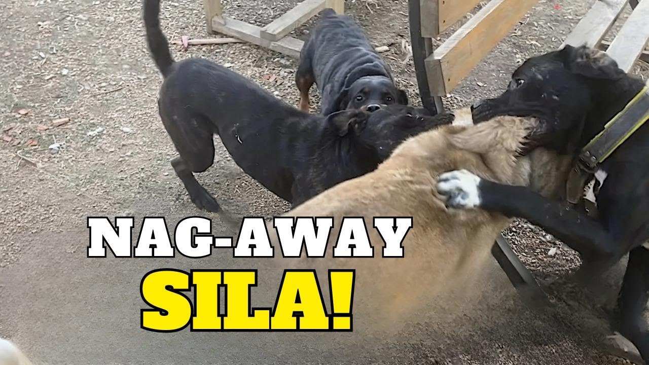 Cane Corso vs Kangal: Hindi Umatras kay Marla nang Harapin ang Mabagsik na Alimango!