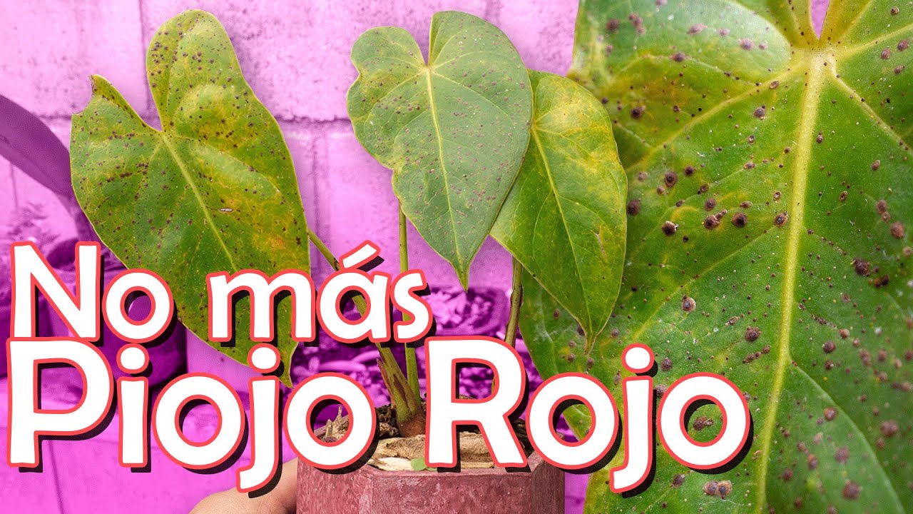 COMO COMBATIR EL PIOJO ROJO EN TUS ANTURIOS | REMEDIO CASERO