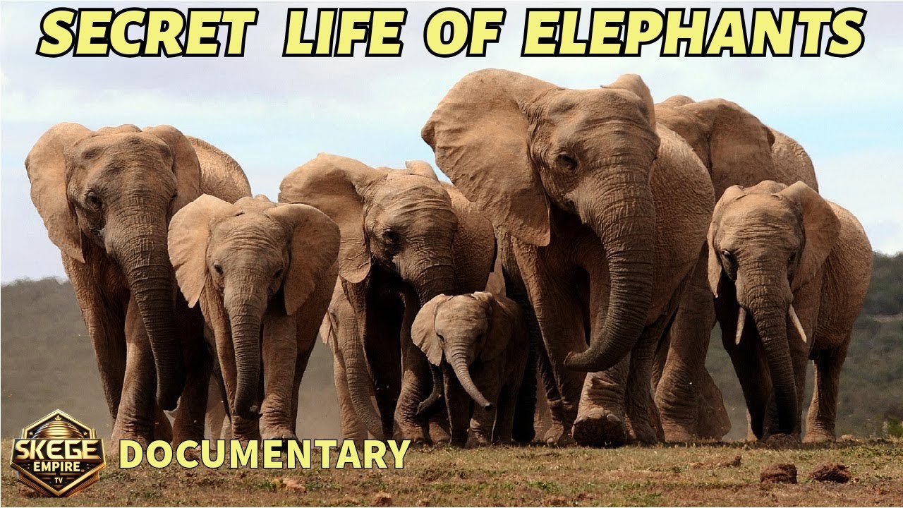 SECRET LIFE OF ELEPHANTS | WORLD BEST DOCUMENTARIES | FULL HD 1080P