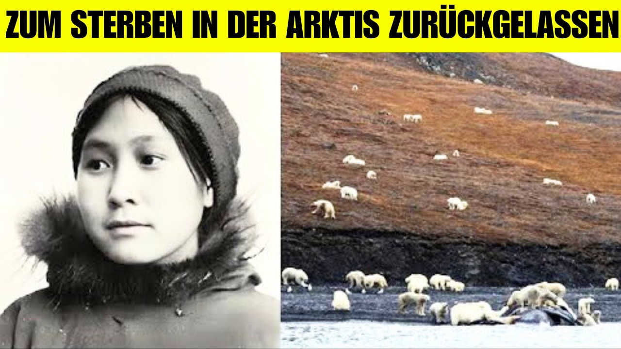 Man lie&szlig; sie allein in der Arktis mit Eisb&auml;ren zur&uuml;ck &ndash; zwei Jahre sp&auml;ter kehrten sie zur&uuml;ck