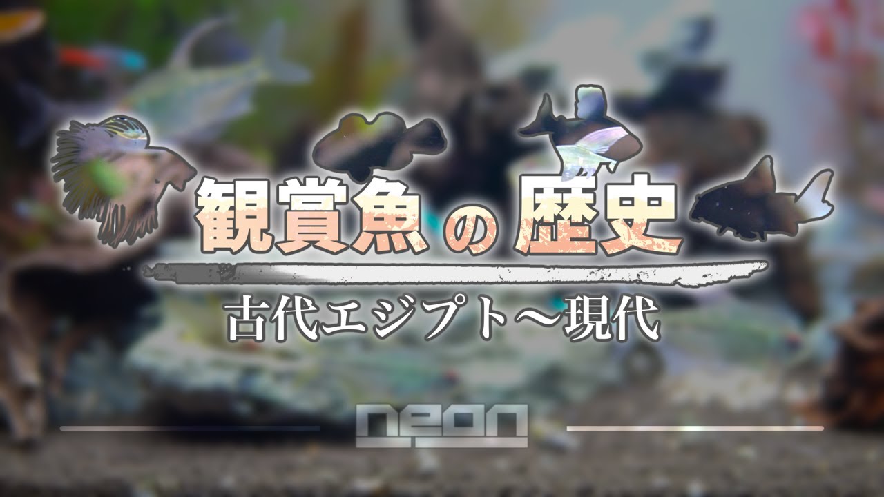 【観賞魚の歴史】観賞魚の歴史の転機は○○○○だった！歴史をまとめてみた！【 ne0n 】 #アクアリウム