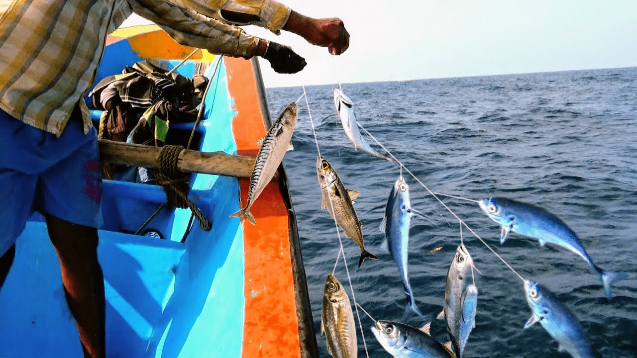 HORSE MACKEREL FISH CATCHING AT SEA