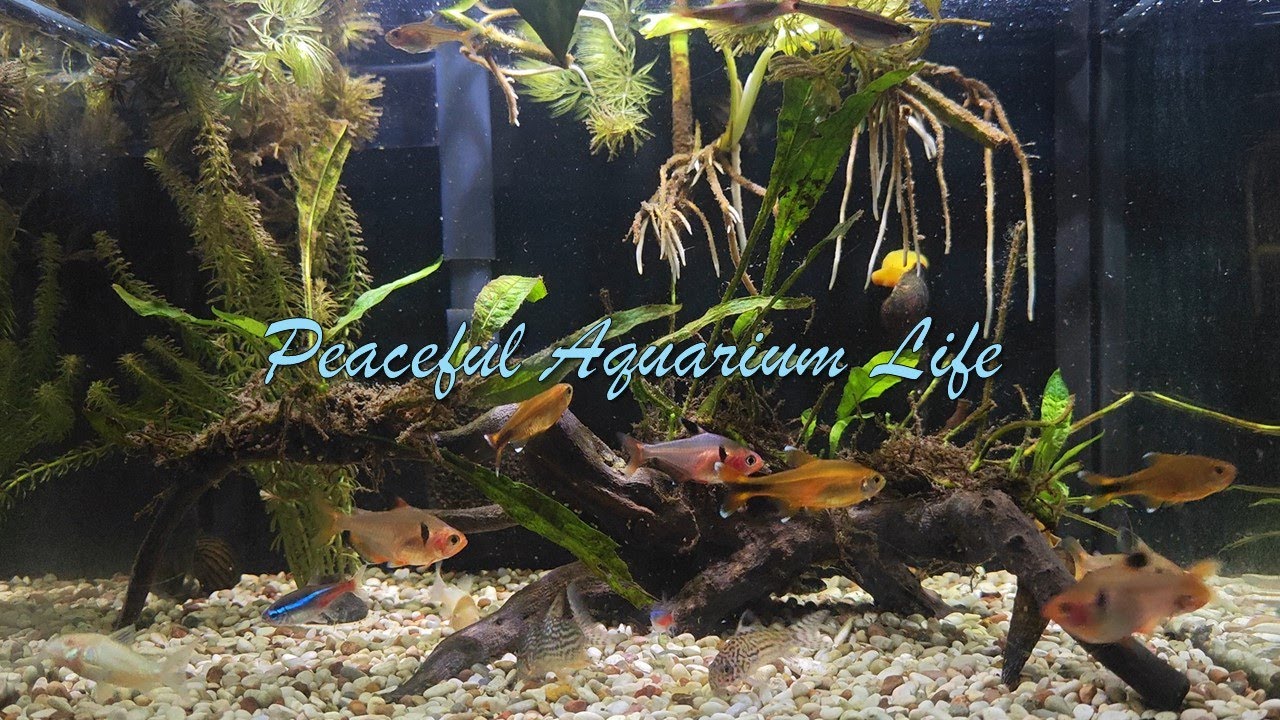 Peaceful Aquarium Life with Soft Relaxing Music