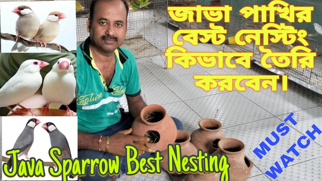 How To Make Java Sparrow Clay Pot/জাভা পাখির নেস্টিং কিভাবে তৈরি করবেন/Nesting Material Java Sparrow