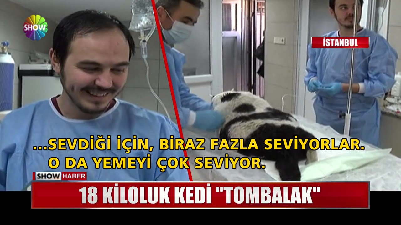 18 kiloluk kedi 