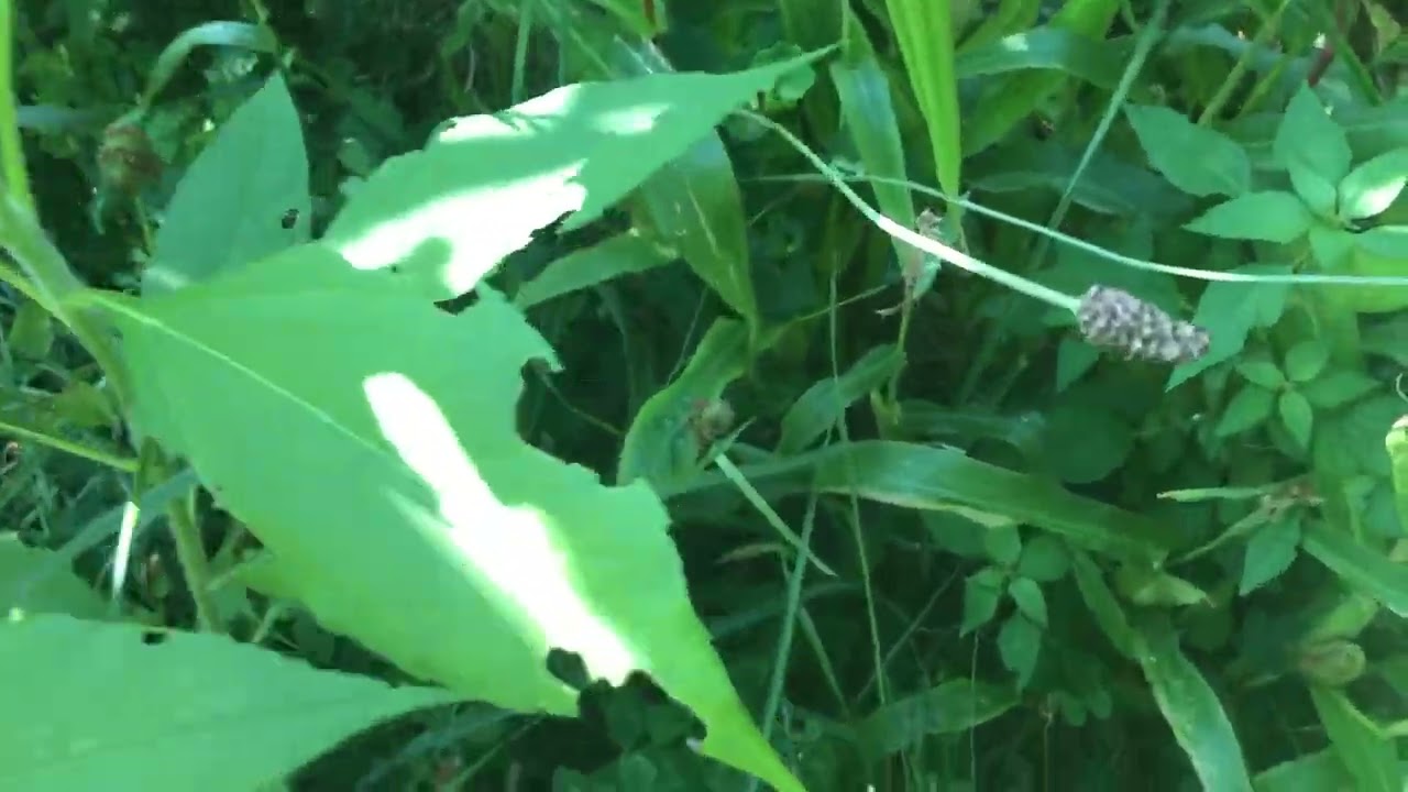 Wind Protection Techniques, Why Let some plants go to seed, Post 1st potato harvest