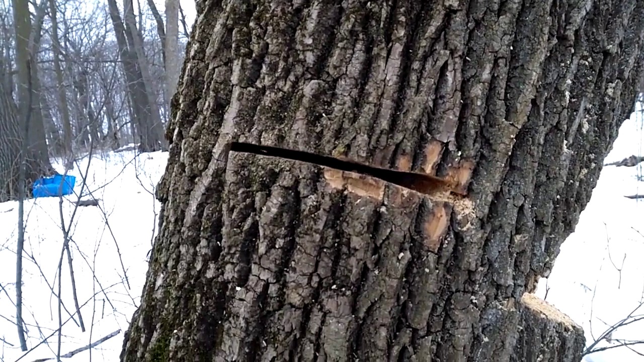How to Fell a Tree With a Heavy Forward Lean