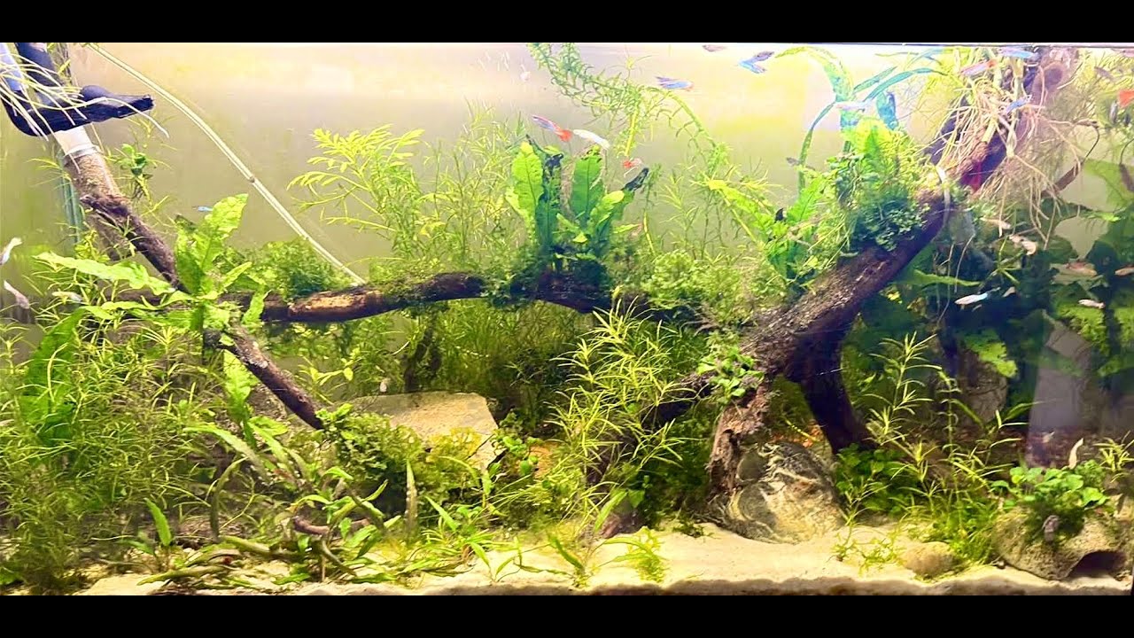 Guppie tank update 