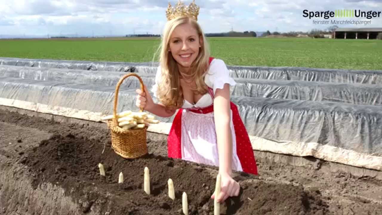 Spargel Unger