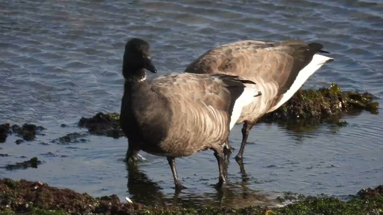 Rotganzen - Dark bellied Brent Goose, Branta bernicia - Eenden