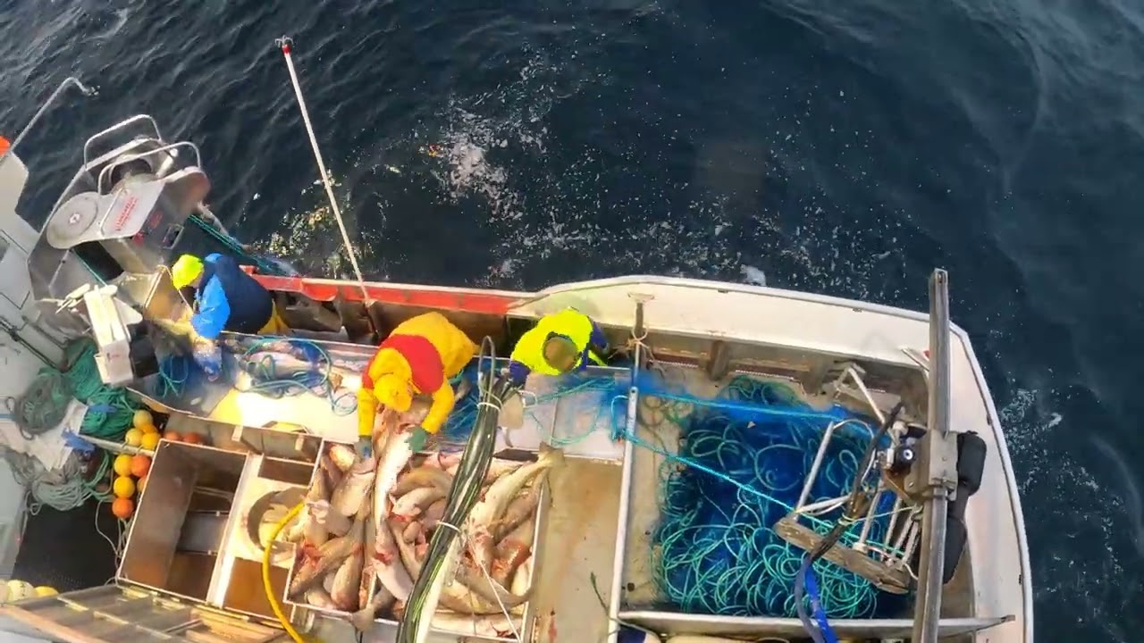 Skreifiske på Sørøya 2022 ( 4K HD ) Atlantic Cod Fishing, North Norway