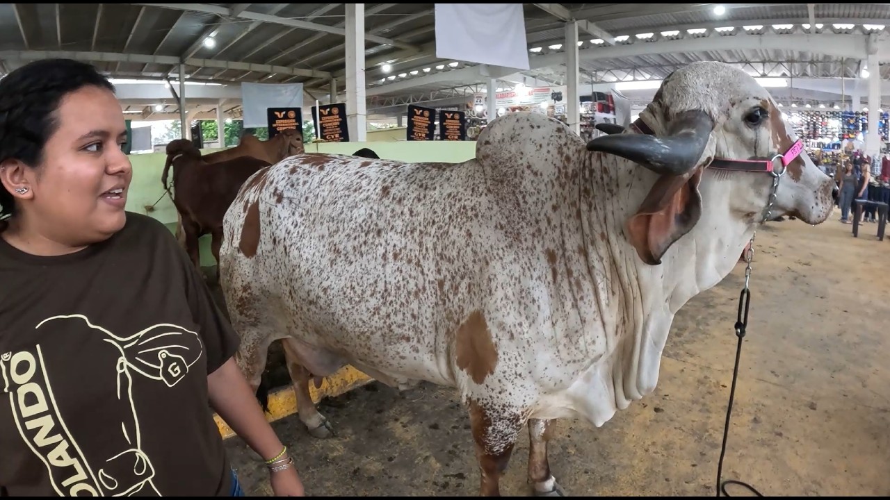 Raza de ganado Gyr Lechero, elegancia, poder, producción y genética en el trópico