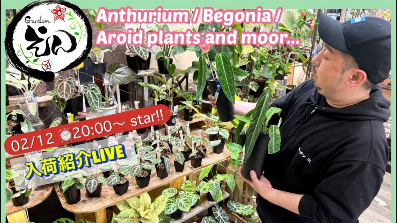 【02/12入荷紹介Live】 アンスリウム・ベゴニア・サンスベリア・ホヤなど！！Garden えん
