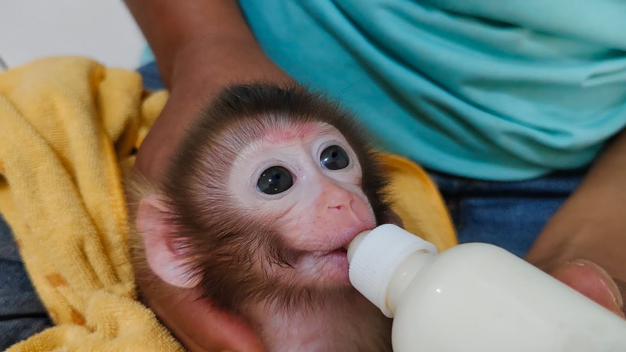 Time to drink milk, baby monkey Milo is very excited