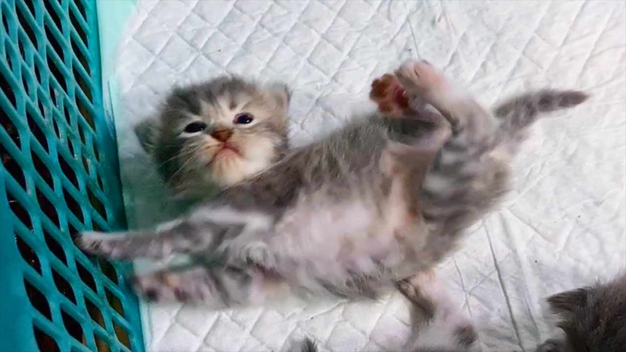 Poor tiny Kitten fall down by accident