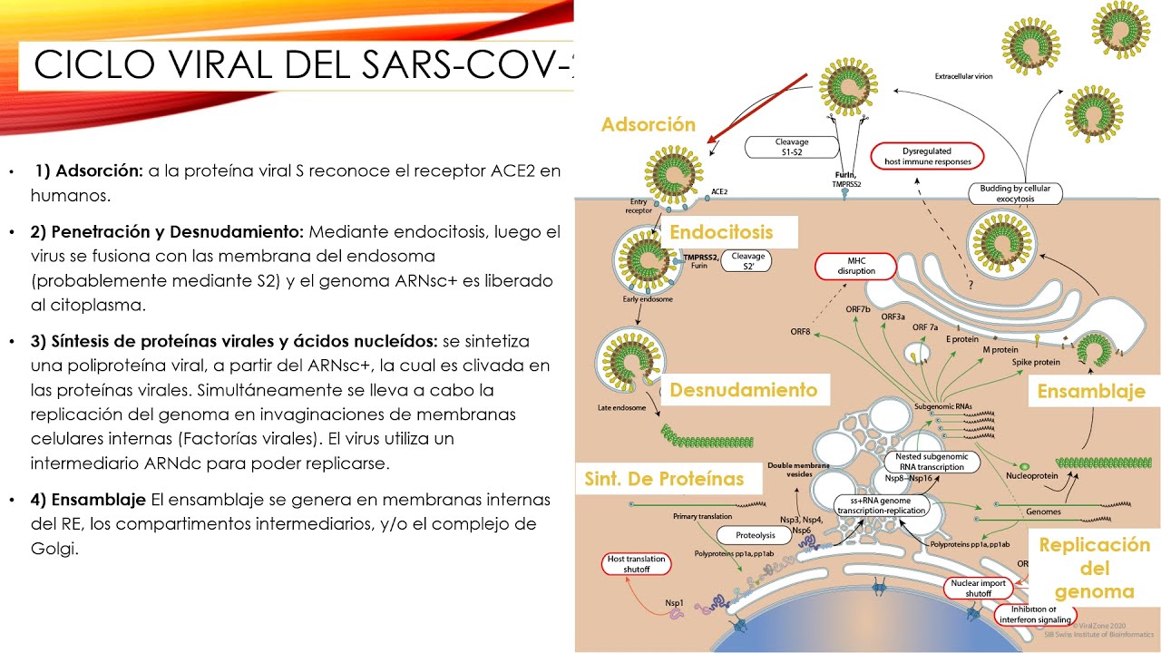Resumen del ciclo de Replicación del SARS-CoV-2  (virus de la COVID-19)