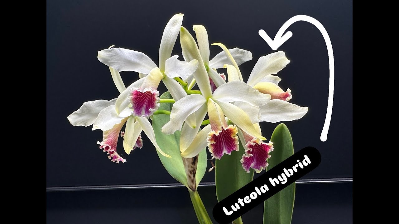 Cattleya luteola: Естественная история и руководство по уходу